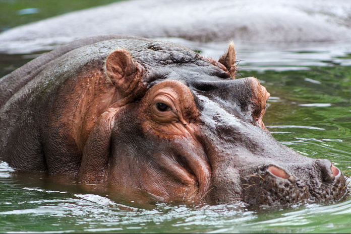 Top Reasons Students and Professionals Choose wordhippo com
